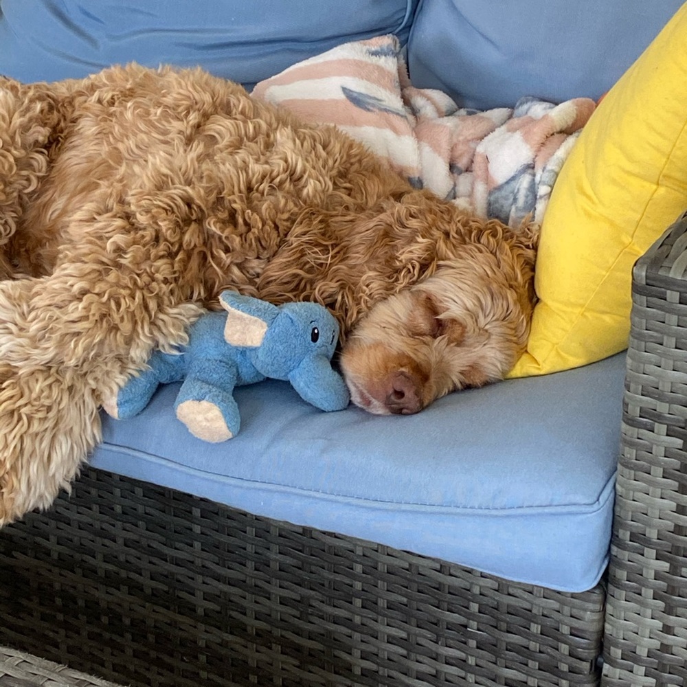 Meet your Posher, Rachelle